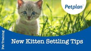 New Kitten Settling Tips | Kitten Training Tips | Petplan