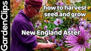 New England Aster - A great North American autumn flower - how to grow fall blooming aster flowers