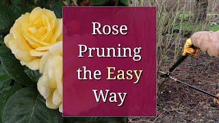 Rose Pruning the Easy Way