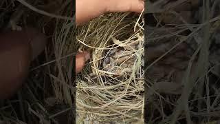found a bird's nest containing its young #shorts