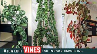 8 low-light Vines for Indoor Gardening | Best Vines  #vines