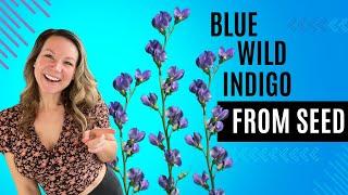 Planting Blue Wild Indigo (False Indigo) Seeds! Seed Scarification & Cold Stratification Process