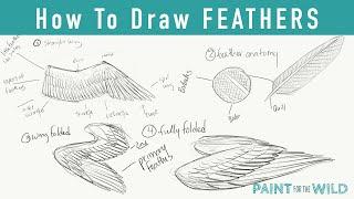 How to Draw Feathers and Wings