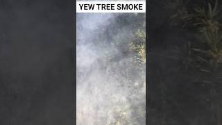 Does your yew tree smoke? #garden #gardening #trees #tree #plants #uk #outdoors