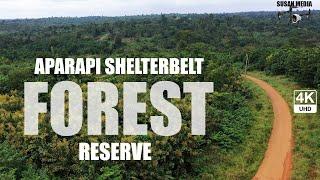 Aparapi Shelterbelt Forest Reserve in the Ahafo Region of Ghana 4K