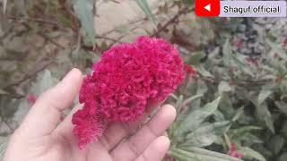 Cockscomb Celosia Flower Plant overview