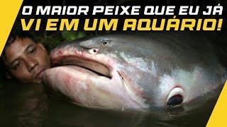 NÃO ACREDITEI NO TAMANHO DO MONSTRO GIGANTE QUE ESTAVA NO AQUÁRIO DO MEU AMIGO!!!