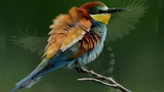 Beautiful Creatures: Birds