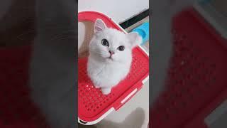 ️️vidéo de chat très mignon ️ #short#    chaton mignon très Mimi qui miaule