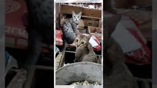 KUCING JAGA IKAN TAPI GA DIMAKAN ? | #shorts