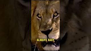 Lion Kingdom | Majesty in Minutes #LionKingdomMiniAdventure #RoarForConservation #amazinganimalfacts