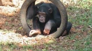 Drinking water "Chimp-Style" - Tacugama Chimpanzee Sanctuary