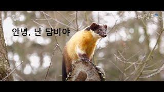 야생담비를 만난다면, KBS 170520 방송