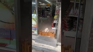 Dog Owned 7 Eleven 2