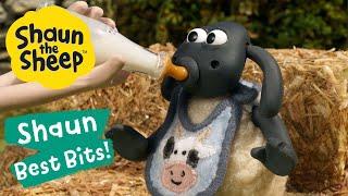 Farm Park ‍ Shaun the Sheep Best Bits  Season 6