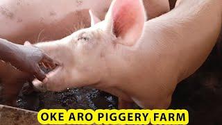 How Nigerians make millions from pig farming