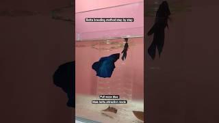 betta breeding method step by step ( full moon blue ) Part -1 #bettafish #fullmoonbetta