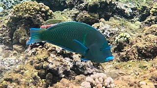 Blue-spotted wrasse (Anampses caeruleopunctatus) male (4K)