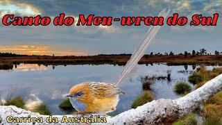 Canto do Emu-wren do Sul – Carriça da Austrália – Sons e Cantos de Pássaros e Aves!