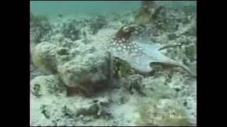 Shapeshifting Octopus, amazing camouflage