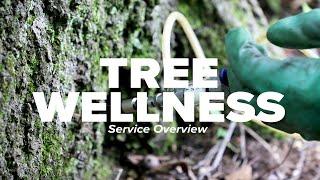 Tree Wellness Service Overview I Russell Tree Experts