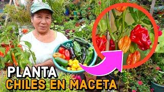 CON Este Metodo Tendras Miles de CHILES en Maceta - SOLO plantalo 1 VEZ Y COSECHARAS MILES De chiles