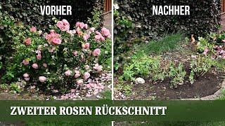 Zweiter Rosen Rückschnitt im Juni - für mehr Blüte und gegen Pilzerkrankungen und Mehltau