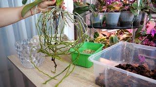 Пересадка в Дуню ОФИГЕННЫЕ корни орхидеи| Однобокая Анна| Язвочки на канале.