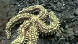 How to film underwater in Marine Reserve saltwater lake Lough Hyne, Ireland. Watch in HD!