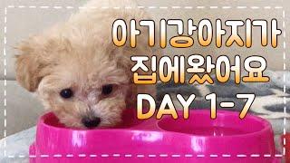 [ENG] 강아지 입양 첫날부터 일주일 I 아기강아지 키우기 전 준비 I TOY POODLE PUPPY