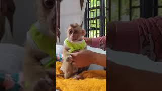 “Mom wear a nice shirt for Bryyan #monkey #monkeyvideo #babymonkey #cutemonkey #shorts