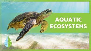 AQUATIC ECOSYSTEMS ️ (Characteristics, TYPES and Examples)