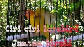 CIRI CIRI LOVEBIRD JANTAN BIRAHI