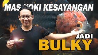 BUKA-BUKAAN RAHASIA BIKIN MAS KOKI JADI BULKY DAN MENANG KONTES | GOLDFISH HUNTER