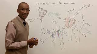 Intramuscular injection: The Anatomical Basis