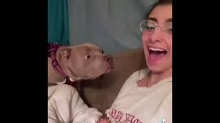 Bark at your dog trend on TikTok 