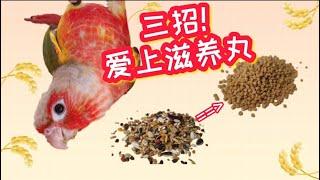 鸚鵡挑食不吃滋養丸？| 三招讓鸚鵡他們愛上滋養丸 | 鸚鵡的飲食【酷檀子小太陽】