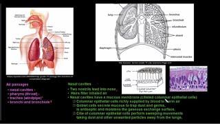 Grade 11 Life Sciences Gaseous Exchange