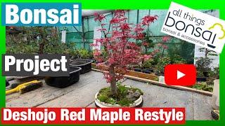 Bonsai: Deshojo Red Japanese Maple Restyled From Damaged Tree
