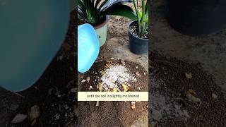 Tips for making free nutrient soil #tips #garden #soilphu #gardening #plants #flowers #planting