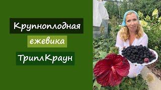 Крупноплодная ежевика ТриплКраун