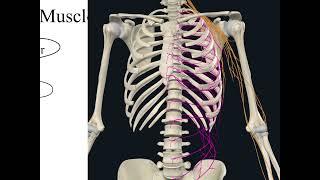 Unit I Day 8 Nerves of Back and Lower Limb