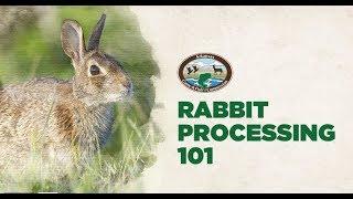 Rabbit Processing 101