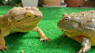 1 million views! Mr Frog  (Frog & Toad & Lizard & Salamander) summary