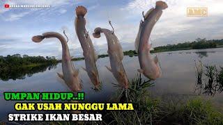 UMPAN HIDUP..!!Langsung Sambar Joran Tumbang || Mancing Ikan Besar