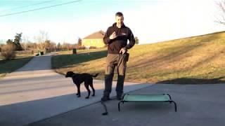 7 Month Old Chocolate Lab - "Baloo" - 2 Week Board & Train - Off Leash K9 Training Lexington