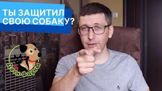 Чем лучше обработать собаку от клещей? Что лучше, капли, таблетки, спрей или ошейник?