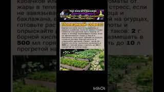 полезные советы для огорода.