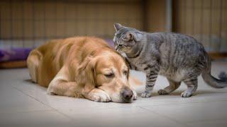 Blind Dog Was About To Give Up On Life, Then THIS Cat Did Something NO ONE Expected!