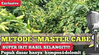 CABAI ROKET PAKE METODE MASTER CABE..BUAH LEBAT DAN AMAN DARI PENYAKIT JAMUR dan tahan virus